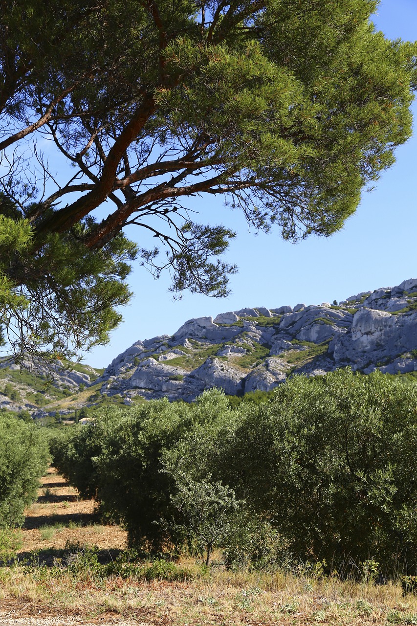 Découvrez les Alpilles